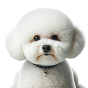 Bischon Frise