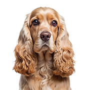 Cocker
