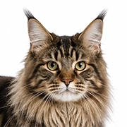 Maine Coon