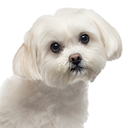 Maltese
