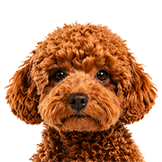Poodle